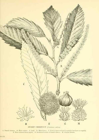 Reproducción/Reproduction 48636092482: Trees and shrubs of the British Isles;. LondonDent1909. 