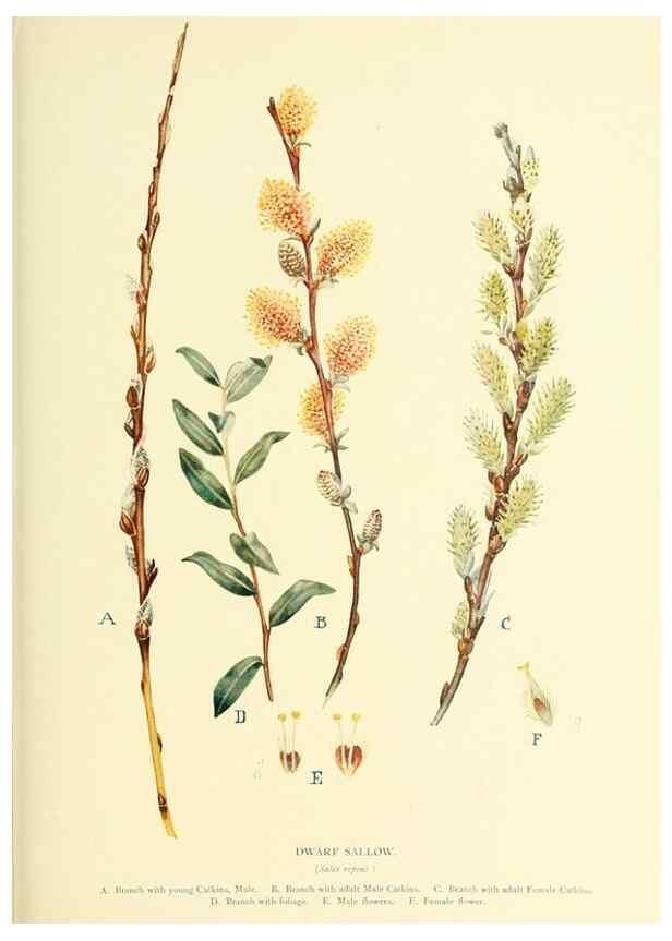 Reproducción/Reproduction 48635949936: Trees and shrubs of the British Isles;. LondonDent1909. 