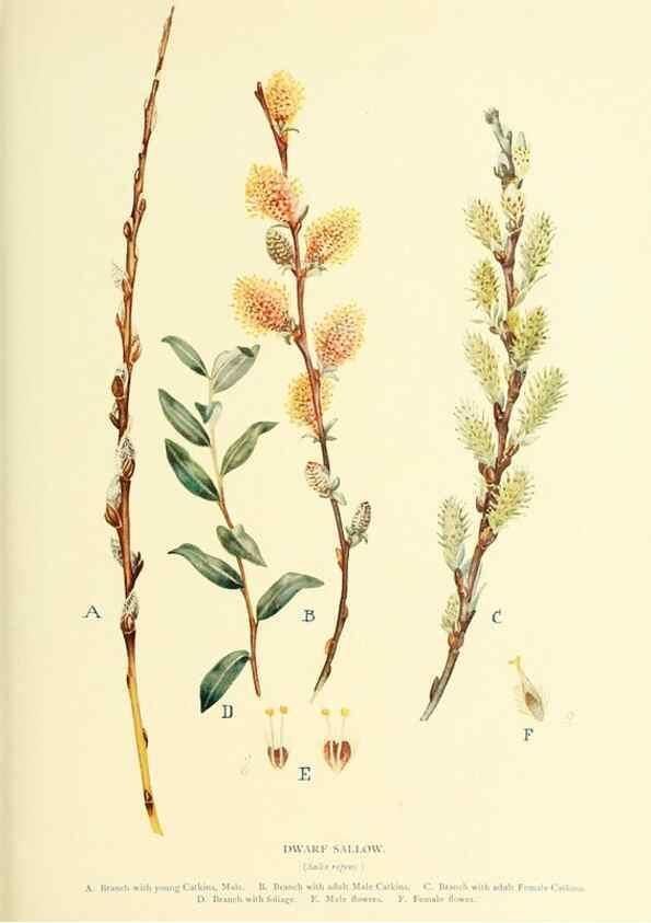 Reproducción/Reproduction 48635949936: Trees and shrubs of the British Isles;. LondonDent1909. 