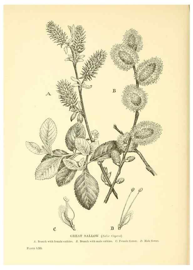 Reproducción/Reproduction 48635950226: Trees and shrubs of the British Isles;. LondonDent1909. 