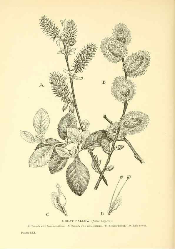Reproducción/Reproduction 48635950226: Trees and shrubs of the British Isles;. LondonDent1909. 