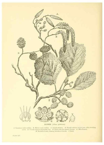Reproducción/Reproduction 48636090742: Trees and shrubs of the British Isles;. LondonDent1909. 