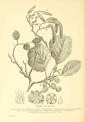 Reproducción/Reproduction 48636090742: Trees and shrubs of the British Isles;. LondonDent1909. 