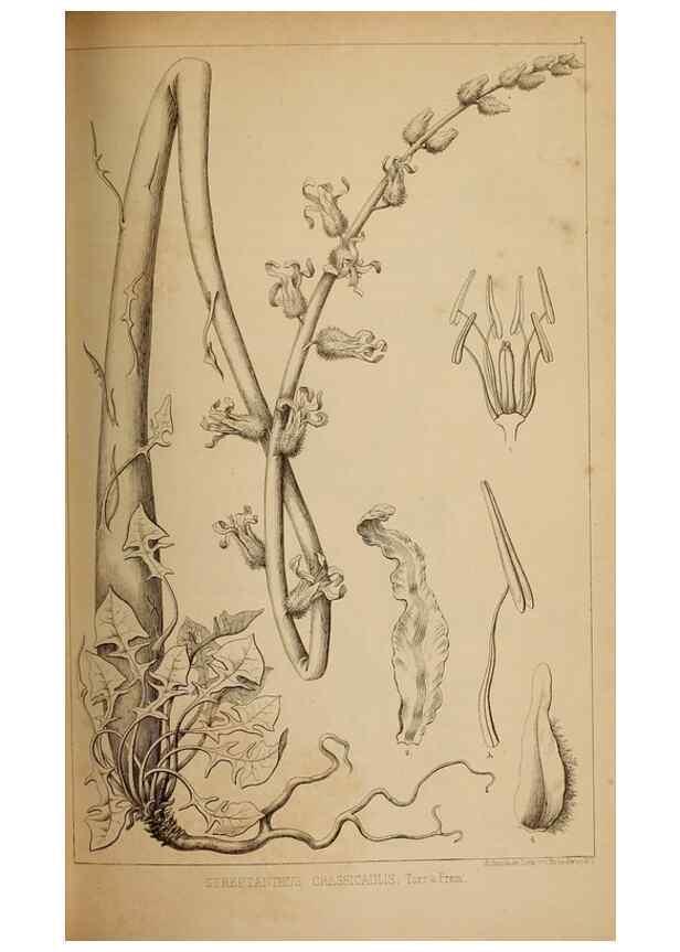 Reproducción/Reproduction 48636073923: Exploration and survey of the valley of the Great Salt Lake of Utah, including a reconnoissance of a new route through the Rocky Mountains.. Philadelphia :Lippincott, Grambo & Co.,1852.. 