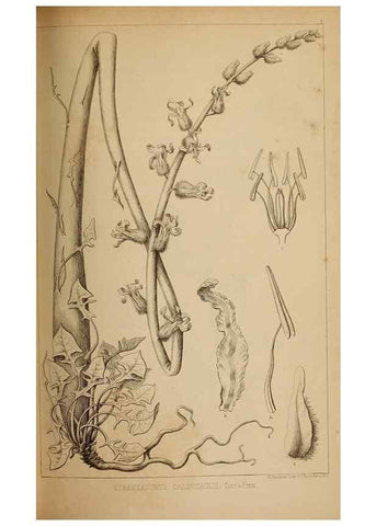 Reproducción/Reproduction 48636073923: Exploration and survey of the valley of the Great Salt Lake of Utah, including a reconnoissance of a new route through the Rocky Mountains.. Philadelphia :Lippincott, Grambo & Co.,1852.. 