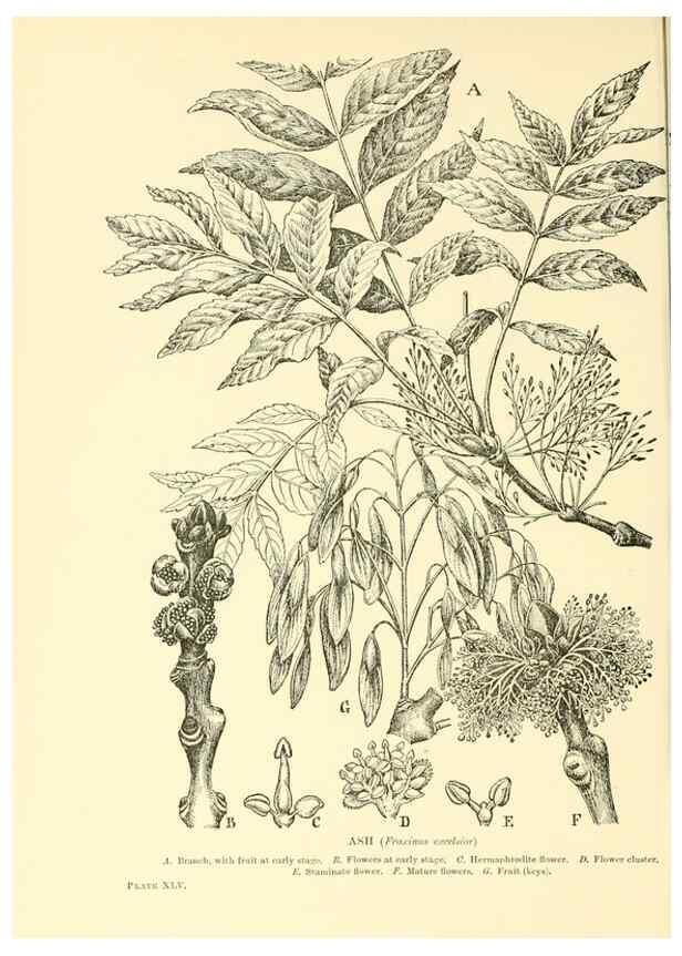 Reproducción/Reproduction 48635944671: Trees and shrubs of the British Isles;. LondonDent1909. 