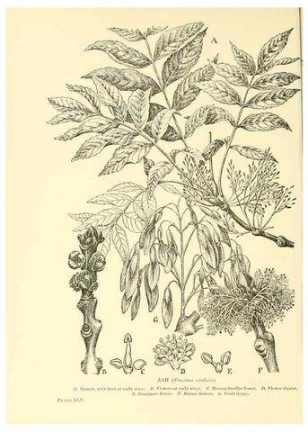 Reproducción/Reproduction 48635944671: Trees and shrubs of the British Isles;. LondonDent1909. 