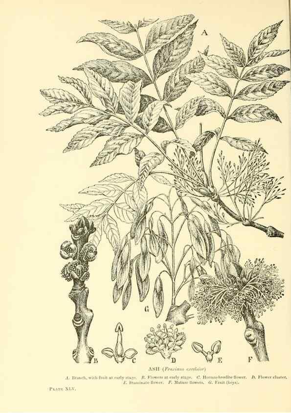 Reproducción/Reproduction 48635944671: Trees and shrubs of the British Isles;. LondonDent1909. 