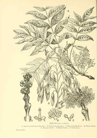 Reproducción/Reproduction 48635944671: Trees and shrubs of the British Isles;. LondonDent1909. 
