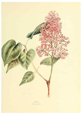 Reproducción/Reproduction 48635586493: Trees and shrubs of the British Isles;. LondonDent1909. 