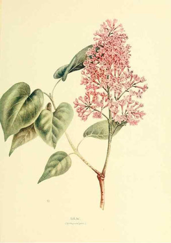 Reproducción/Reproduction 48635586493: Trees and shrubs of the British Isles;. LondonDent1909. 