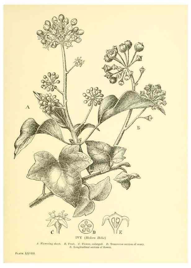 Reproducción/Reproduction 48635580918: Trees and shrubs of the British Isles;. LondonDent1909. 