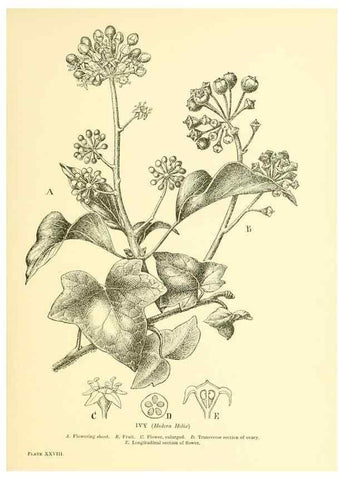 Reproducción/Reproduction 48635580918: Trees and shrubs of the British Isles;. LondonDent1909. 