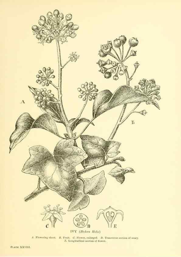 Reproducción/Reproduction 48635580918: Trees and shrubs of the British Isles;. LondonDent1909. 