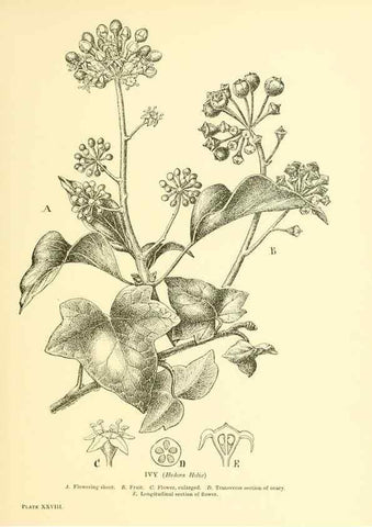Reproducción/Reproduction 48635580918: Trees and shrubs of the British Isles;. LondonDent1909. 