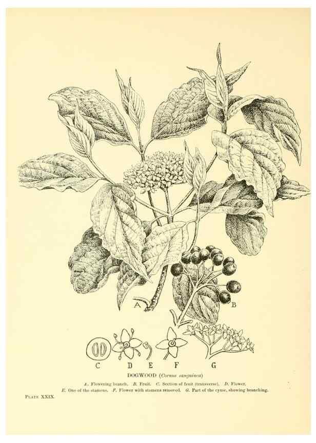 Reproducción/Reproduction 48635581233: Trees and shrubs of the British Isles;. LondonDent1909. 