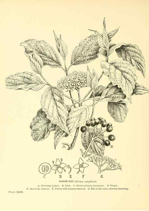 Reproducción/Reproduction 48635581233: Trees and shrubs of the British Isles;. LondonDent1909. 