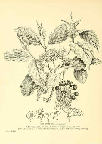 Reproducción/Reproduction 48635581233: Trees and shrubs of the British Isles;. LondonDent1909. 