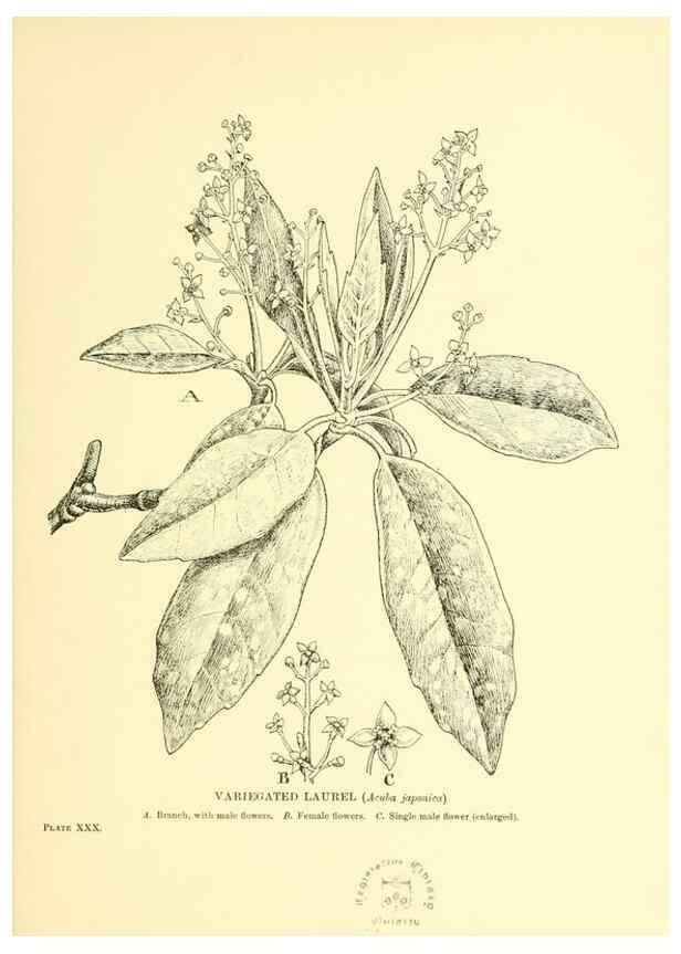 Reproducción/Reproduction 48635939146: Trees and shrubs of the British Isles;. LondonDent1909. 