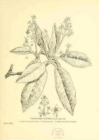 Reproducción/Reproduction 48635939146: Trees and shrubs of the British Isles;. LondonDent1909. 