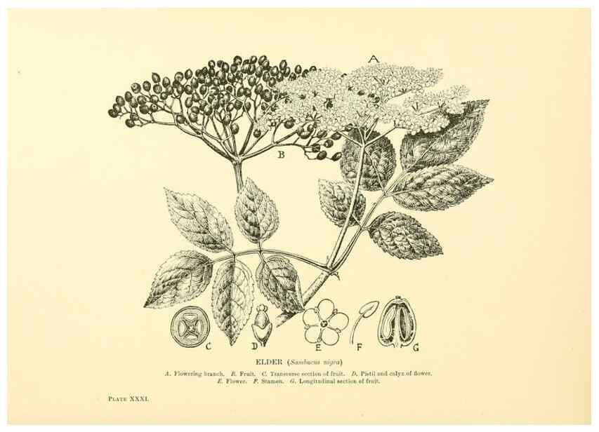 Reproducción/Reproduction 48635581943: Trees and shrubs of the British Isles;. LondonDent1909. 