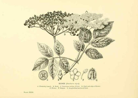 Reproducción/Reproduction 48635581943: Trees and shrubs of the British Isles;. LondonDent1909. 