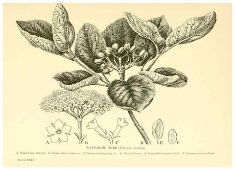 Reproducción/Reproduction 48635939791: Trees and shrubs of the British Isles;. LondonDent1909. 