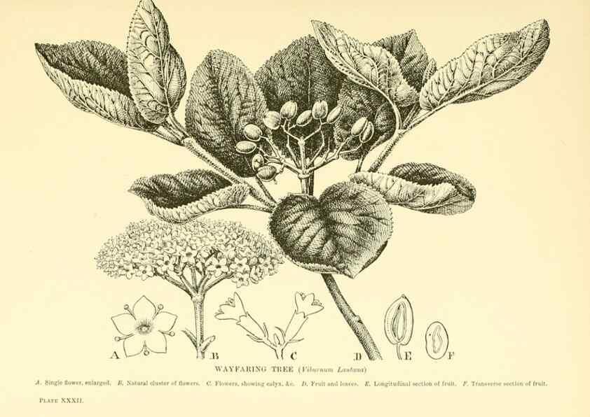 Reproducción/Reproduction 48635939791: Trees and shrubs of the British Isles;. LondonDent1909. 