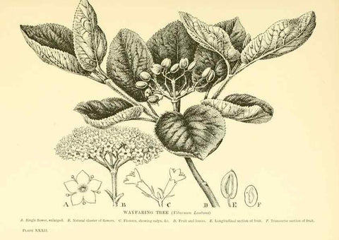 Reproducción/Reproduction 48635939791: Trees and shrubs of the British Isles;. LondonDent1909. 