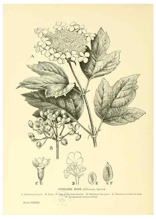 Reproducción/Reproduction 48636083262: Trees and shrubs of the British Isles;. LondonDent1909. 