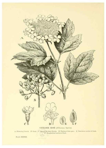 Reproducción/Reproduction 48636083262: Trees and shrubs of the British Isles;. LondonDent1909. 