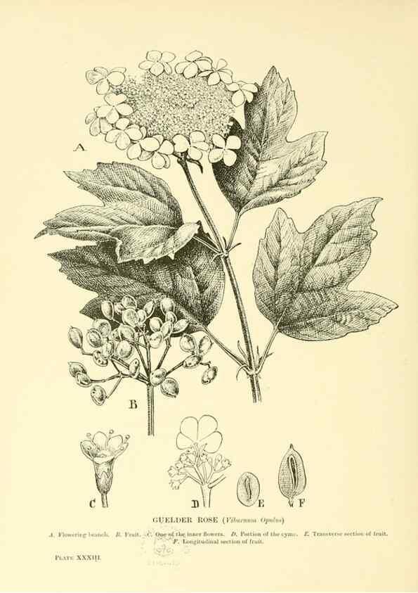 Reproducción/Reproduction 48636083262: Trees and shrubs of the British Isles;. LondonDent1909. 