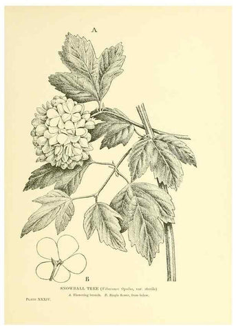 Reproducción/Reproduction 48635940486: Trees and shrubs of the British Isles;. LondonDent1909. 