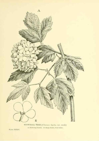 Reproducción/Reproduction 48635940486: Trees and shrubs of the British Isles;. LondonDent1909. 