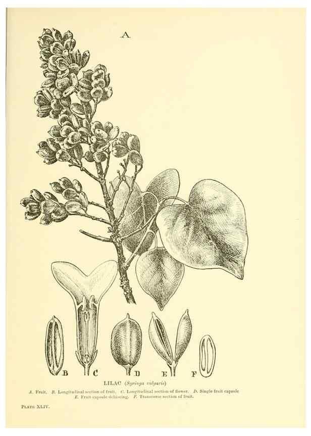Reproducción/Reproduction 48636087142: Trees and shrubs of the British Isles;. LondonDent1909. 