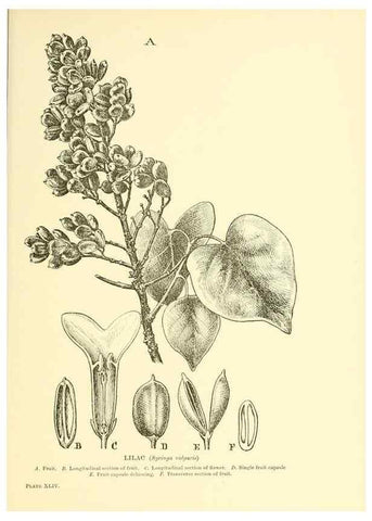 Reproducción/Reproduction 48636087142: Trees and shrubs of the British Isles;. LondonDent1909. 