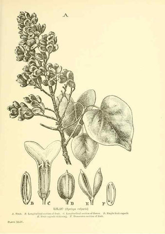 Reproducción/Reproduction 48636087142: Trees and shrubs of the British Isles;. LondonDent1909. 
