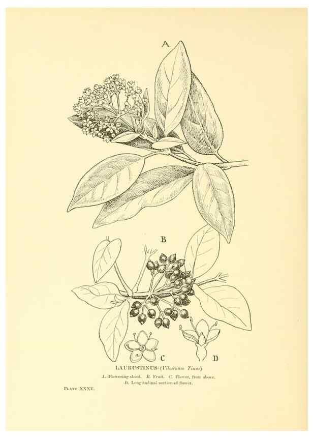 Reproducción/Reproduction 48635940816: Trees and shrubs of the British Isles;. LondonDent1909. 