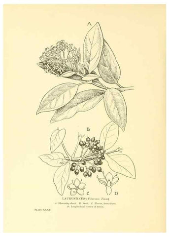 Reproducción/Reproduction 48635940816: Trees and shrubs of the British Isles;. LondonDent1909. 