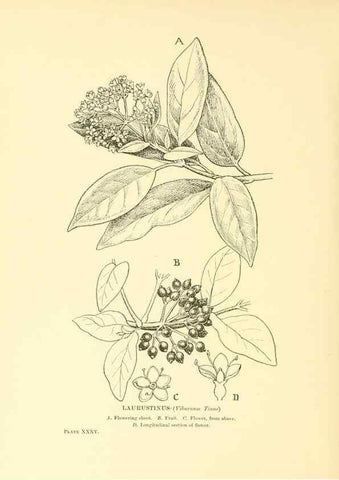 Reproducción/Reproduction 48635940816: Trees and shrubs of the British Isles;. LondonDent1909. 
