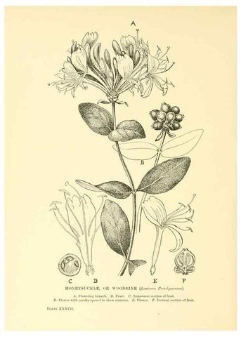 Reproducción/Reproduction 48635941551: Trees and shrubs of the British Isles;. LondonDent1909. 