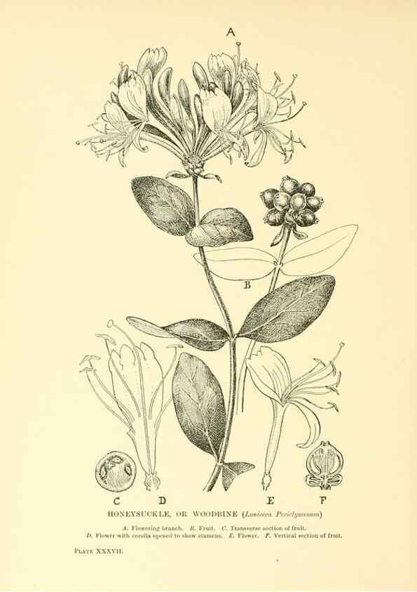 Reproducción/Reproduction 48635941551: Trees and shrubs of the British Isles;. LondonDent1909. 