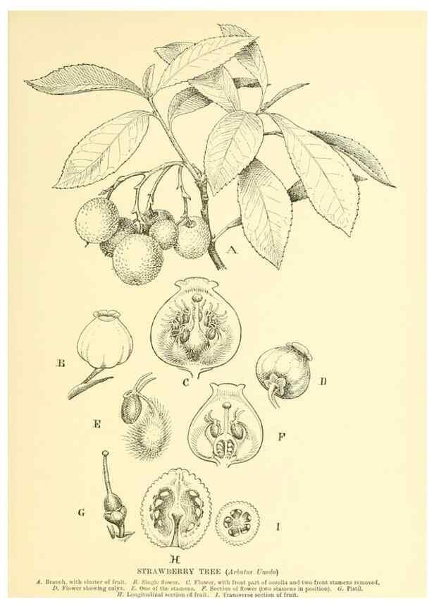 Reproducción/Reproduction 48636084777: Trees and shrubs of the British Isles;. LondonDent1909. 