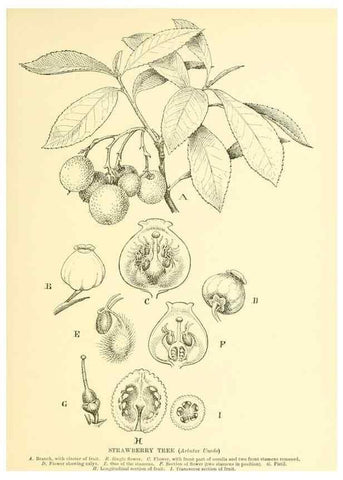 Reproducción/Reproduction 48636084777: Trees and shrubs of the British Isles;. LondonDent1909. 