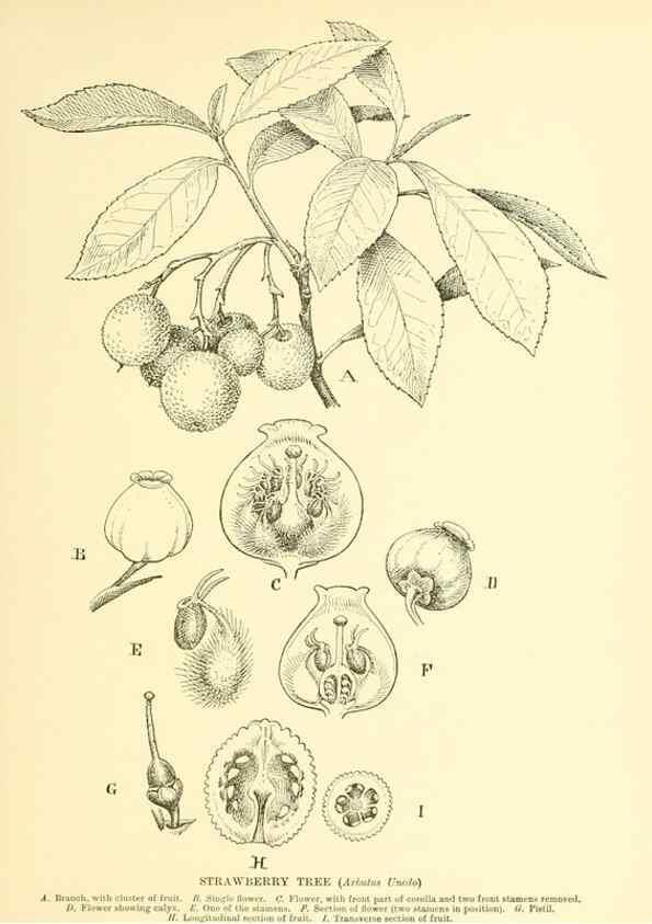 Reproducción/Reproduction 48636084777: Trees and shrubs of the British Isles;. LondonDent1909. 
