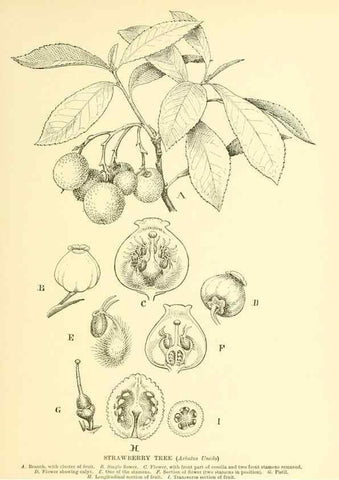 Reproducción/Reproduction 48636084777: Trees and shrubs of the British Isles;. LondonDent1909. 