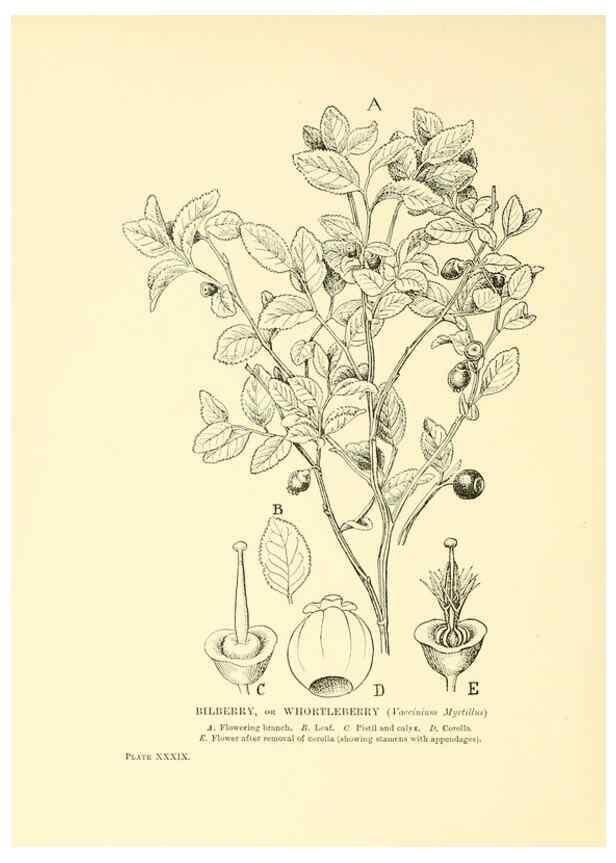 Reproducción/Reproduction 48635584518: Trees and shrubs of the British Isles;. LondonDent1909. 
