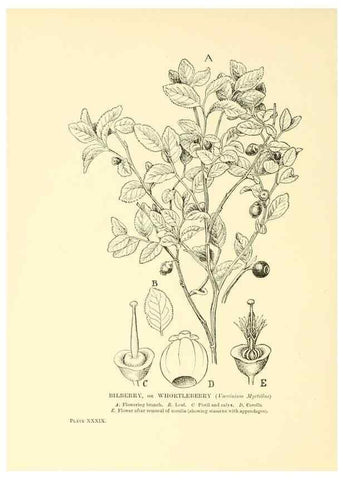 Reproducción/Reproduction 48635584518: Trees and shrubs of the British Isles;. LondonDent1909. 
