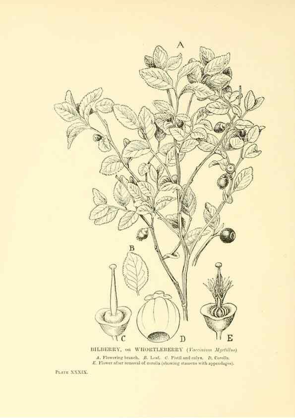 Reproducción/Reproduction 48635584518: Trees and shrubs of the British Isles;. LondonDent1909. 