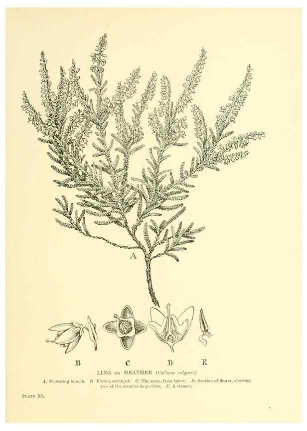 Reproducción/Reproduction 48635584853: Trees and shrubs of the British Isles;. LondonDent1909. 